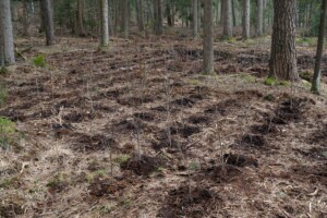 Plant-my-tree Termin 24. März bei Hohenaspe